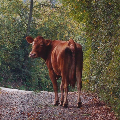 Parmigiano Reggiano 24 Months from 900 to 1kg