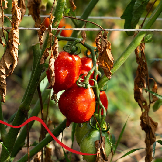 Pomodoro del Piennolo 1.3kg