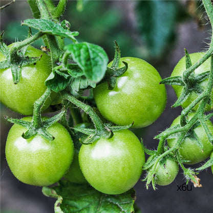 Pesto Verde di Pomodoro DOP 180g